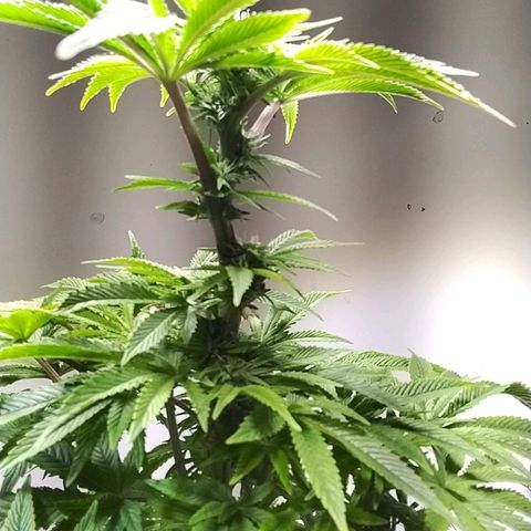 Dynamit Diesel growlog timeline photo