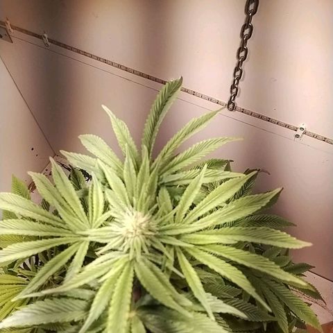 Dynamit Diesel growlog timeline photo