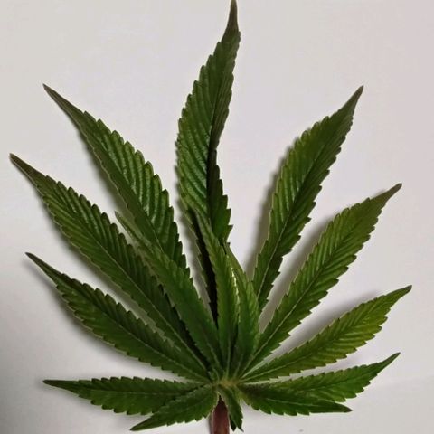 Dynamit Diesel growlog timeline photo