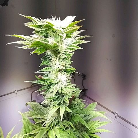 Dynamit Diesel growlog timeline photo