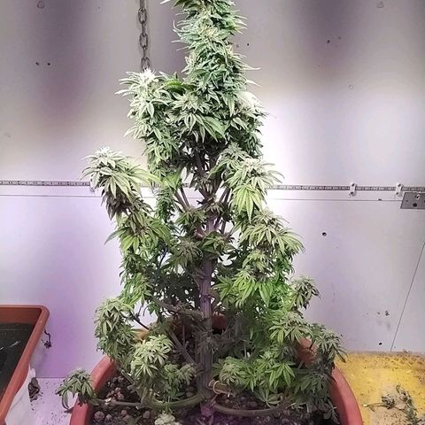 Dynamit Diesel growlog timeline photo
