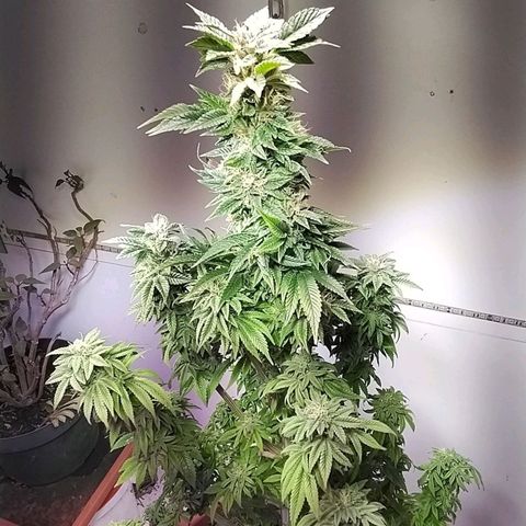 Dynamit Diesel growlog timeline photo