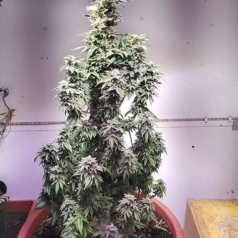 Dynamit Diesel growlog timeline photo