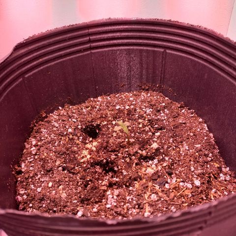 Pickett growlog photo: Ya nacieron las dos plantulas hace casi una semana💚💚