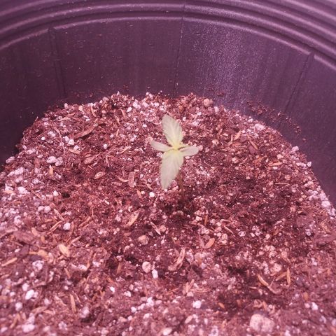 Pickett growlog photo: Día 9