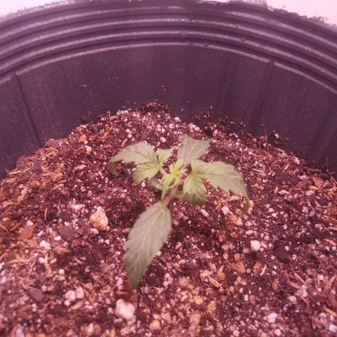 Shiva growlog photo: Hoy las ojitas estaban marchitas en laz puntas. Creemos que es por falta de ventilacion en la etapa superior de la maceta. Vamos a esperar a que seque un poco para volver a regar. Juandi subio un poco la luz led. 