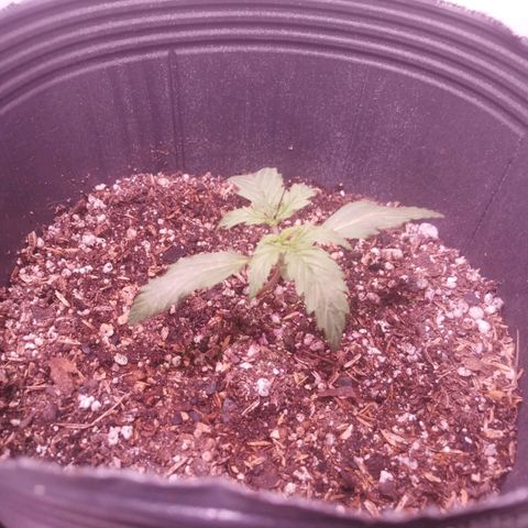 Shiva growlog photo: Hoy las ojitas estaban marchitas en laz puntas. Creemos que es por falta de ventilacion en la etapa superior de la maceta. Vamos a esperar a que seque un poco para volver a regar. Juandi subio un poco la luz led. 