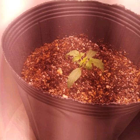 Shiva growlog photo: Hoy las ojitas estaban marchitas en laz puntas. Creemos que es por falta de ventilacion en la etapa superior de la maceta. Vamos a esperar a que seque un poco para volver a regar. Juandi subio un poco la luz led. 