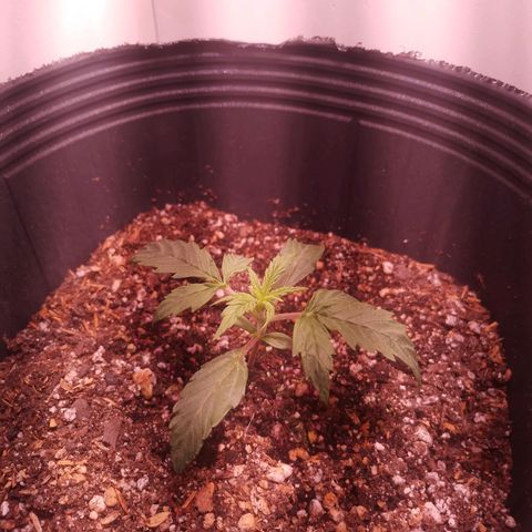 Shiva growlog timeline photo