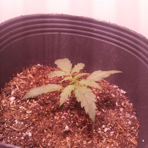 Pickett growlog photo: Al Alejar el foco de las plantas y dejar secar el sustrato las hojas vuelven a su forma normal. Foto se hoy
