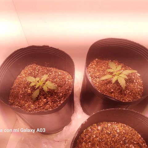 Pickett growlog photo: Ambas crecieron muchísimo y están muy sanas!!!