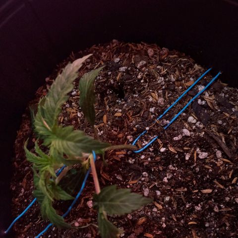 Pickett growlog photo: Primer dia en proceso de LST 