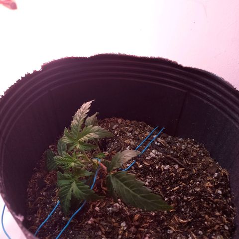 Pickett growlog photo: Primer dia en proceso de LST 