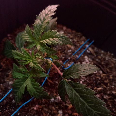 Pickett growlog photo: Primer dia en proceso de LST 