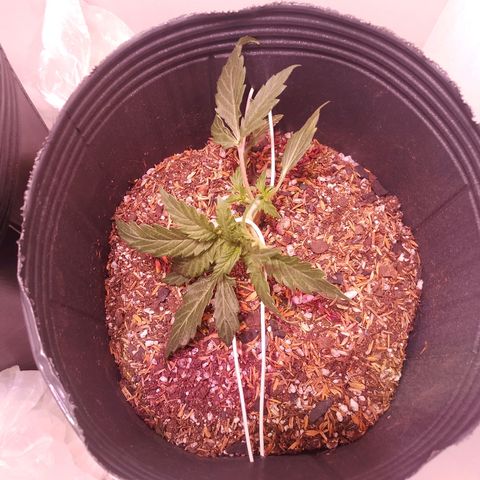 Pickett growlog photo: A la mañana de hoy se ajusto el LST para que los brotes secundarios reciban más luz