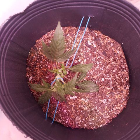 Shiva growlog photo: Se ajusto el LST para que los brotes secundarios reciban más luz
