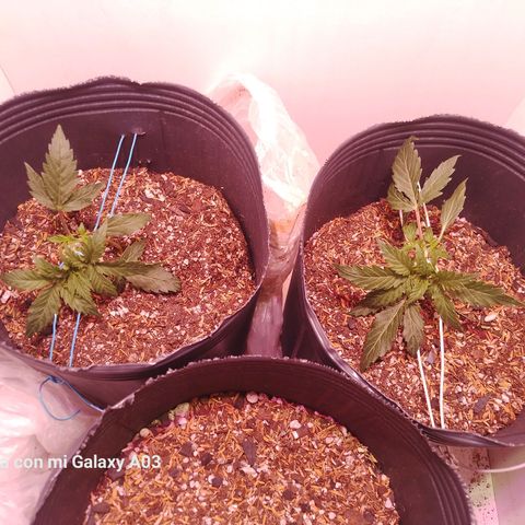 Pickett growlog photo: Ambas dobladas