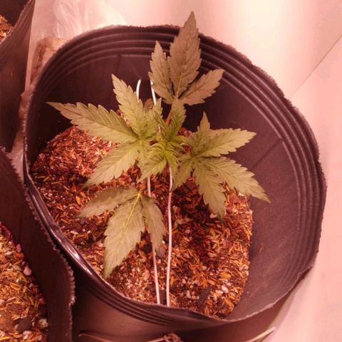 Pickett growlog photo: El día de hoy un dia después del LST los brotes superiores tomarn más vigor, junto con los secundarios