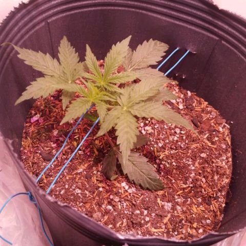Shiva growlog photo: Muchísimo Vigor después de haber aplicado LST