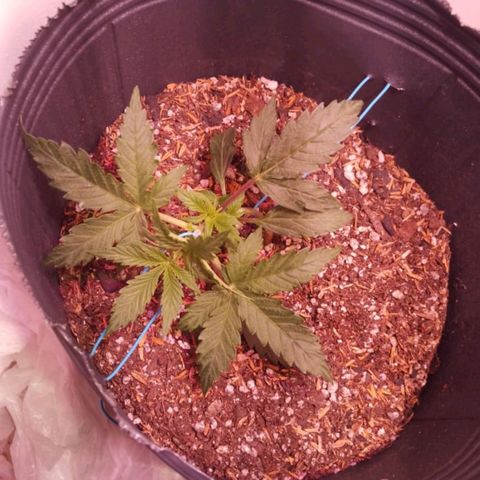 Shiva growlog photo: Se volvió a ajustar el LST el día de hoy para que los brotes secundarios reciban más Luz, muchísimo vigor