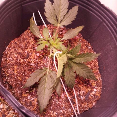 Pickett growlog photo: Seguimos con el entrenamiento LST para que los brotes secundarios reciban más luz así forma varias colas principales, están con muchisimo vigor 