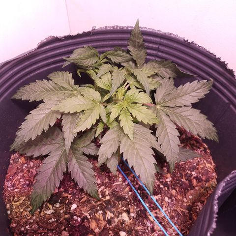 Shiva growlog photo: Color sano, el LST funciono, los brotes de abajo al recibir luz crecen muy rapido