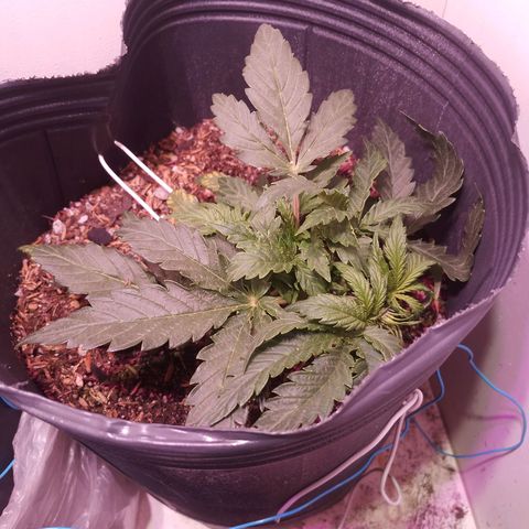Pickett growlog timeline photo