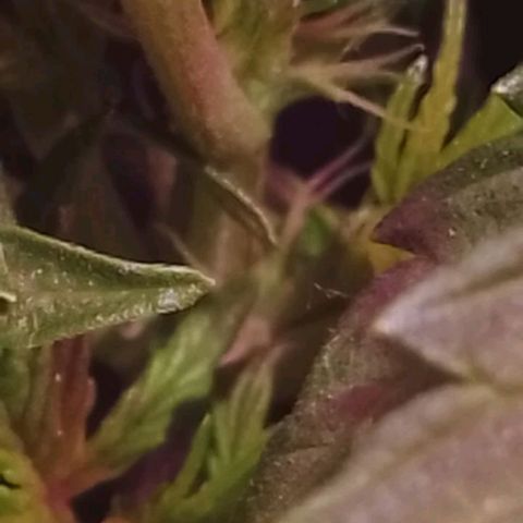 Pickett growlog timeline photo