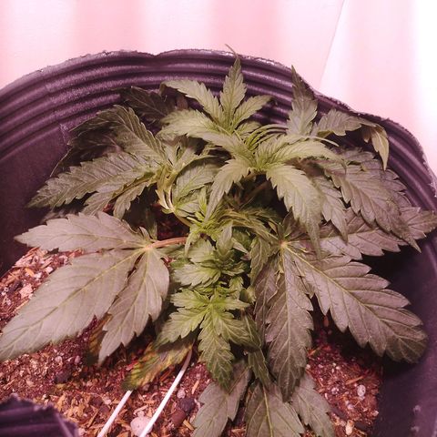 Pickett growlog photo: Día de hoy respondieron muy bien al LST, sin signos de carencias y formando varias "colas". Hay signos de que la planta está entrando en preflora