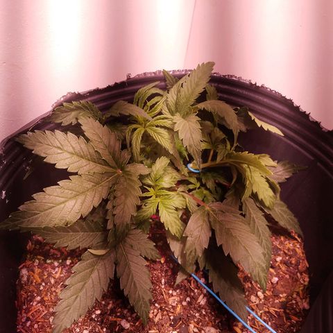 Shiva growlog photo: Se ajusto levemente el LST en una de las nuevas "colas", también le salieron sus primeros pelitos avisándonos de que esta entrando en etapa de Preflora