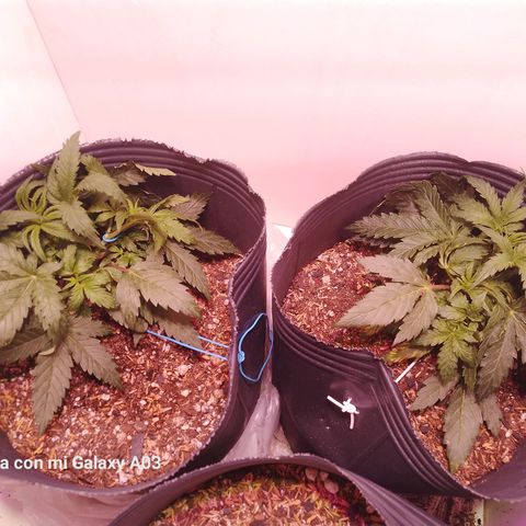 Pickett growlog timeline photo