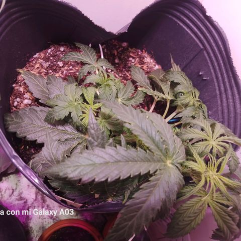 Pickett growlog photo: Se aplico LST leve para que desarrolle las colas secundarias