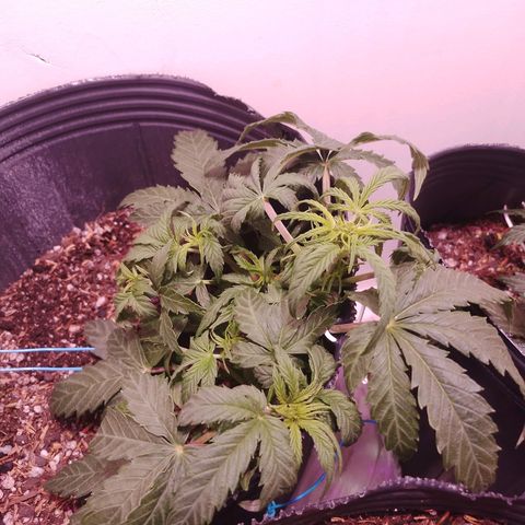 Shiva growlog photo: Se aplico LST para que vaya desarrollando las colas secundarias, Signos de Preflora