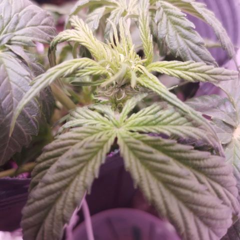 Shiva growlog photo: Se aplico LST para que vaya desarrollando las colas secundarias, Signos de Preflora