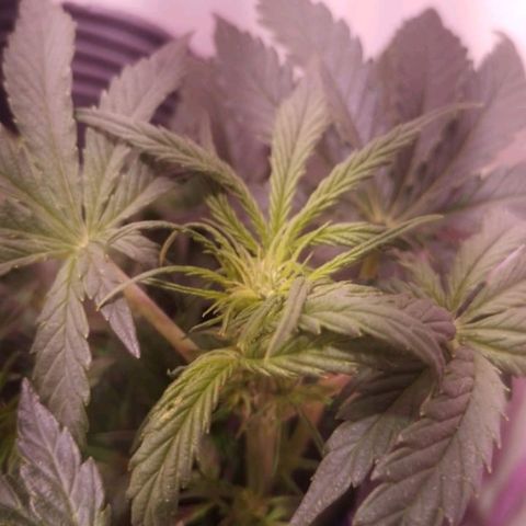 Pickett growlog photo: Entramos oficialmente a la floracion, se va a ajustar el LST cuando los brotes secundarios crezcan mas