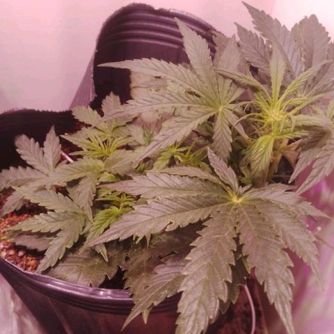 Pickett growlog photo: Entramos oficialmente a la floracion, se va a ajustar el LST cuando los brotes secundarios crezcan mas