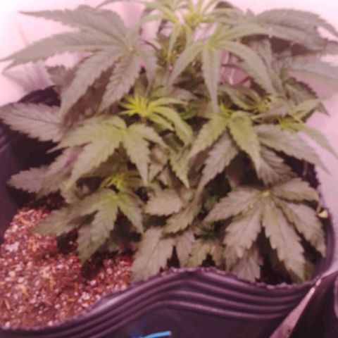Shiva growlog photo: Entramos oficialmente en la floracion, esperamos a que crezcan más los brotes secundarios para darle un último auste al LST