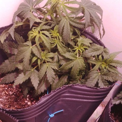 Shiva growlog timeline photo