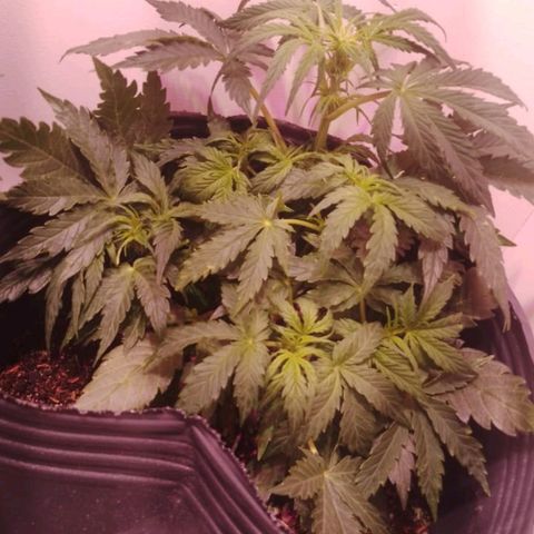 Pickett growlog timeline photo