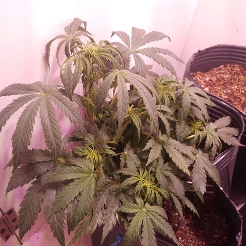 Shiva growlog photo: Sigue el estado de preflora, van aumentando los pelitos blancos em todos los puntos dd floracion