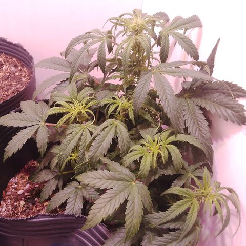 Pickett growlog photo: Preflora, siguen aumentando los pelos en los puntos de floracion