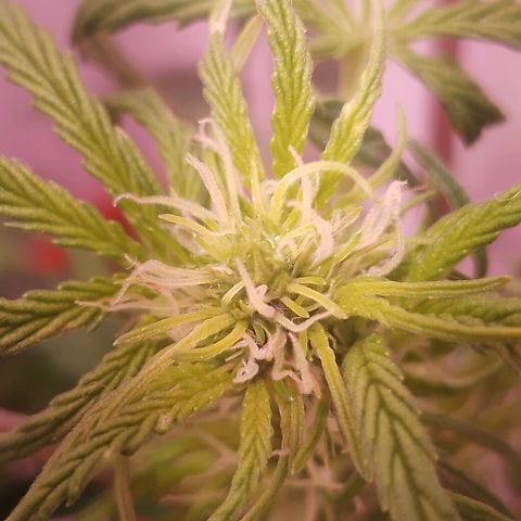 Pickett growlog timeline photo