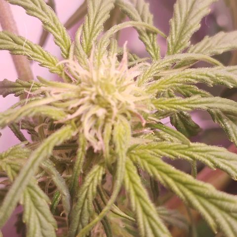 Shiva growlog photo: Preflora