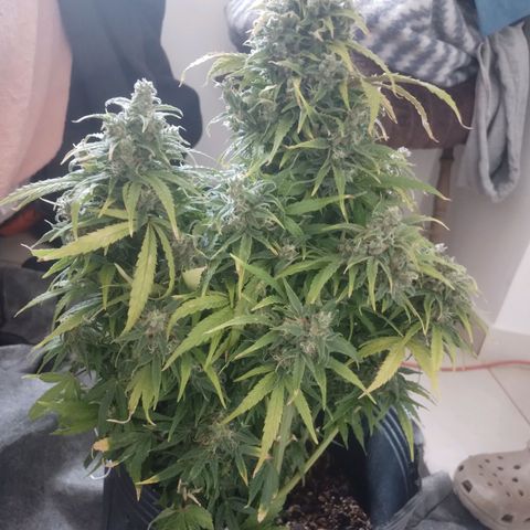 Shiva growlog photo: Llegando a la recta final, a partir de este Lunes vamos a verificar tricomas diariamente para ver cuando cortamos