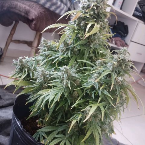 Shiva growlog photo: Llegando a la recta final, a partir de este Lunes vamos a verificar tricomas diariamente para ver cuando cortamos