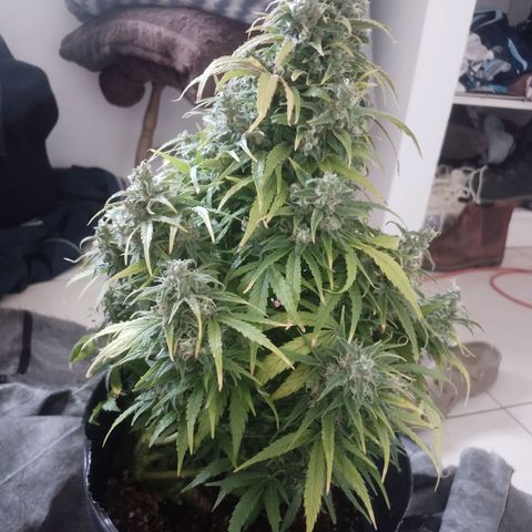 Shiva growlog photo: Llegando a la recta final, a partir de este Lunes vamos a verificar tricomas diariamente para ver cuando cortamos