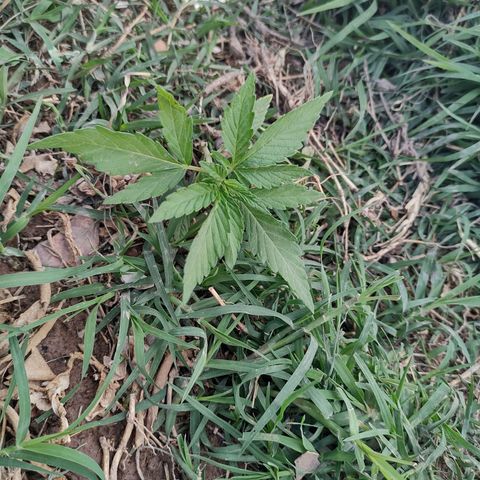 Genética desconocida growlog photo: Desarrollo más pisos y más hojas 