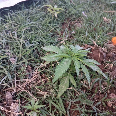 Genética desconocida growlog timeline photo