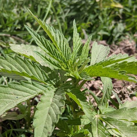 Genética desconocida growlog photo: Generando más pisos se ve que está en la punta floreciendo varias hojas 