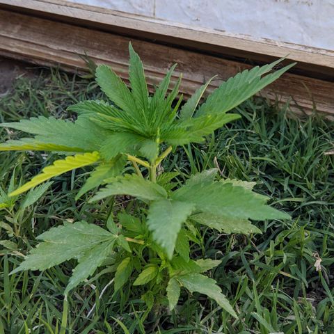 Genética desconocida growlog photo: Con 5 pisos y hojas grandes sigue en camino todo indica que es indica